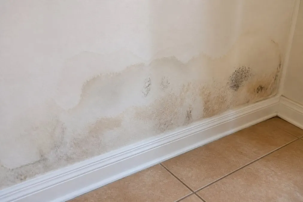 Interior wall with visible water discoloration stains and damp patches showing moisture damage and early mold growth near baseboards